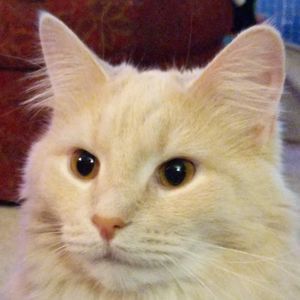 Meet your Posher, James